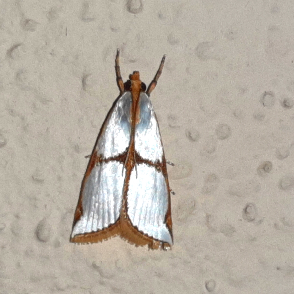 Argyria schausella