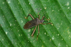 Leptoscelis elongator