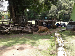 Rusa timorensis