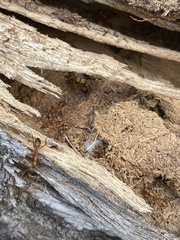 Camponotus variegatus