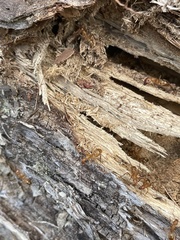 Camponotus variegatus