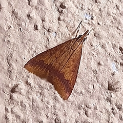 Hyalorista