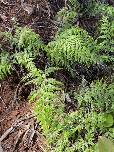 Odontosoria chinensis observed 2022-03-13
