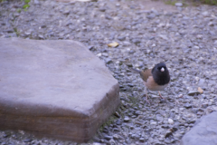 Junco hyemalis