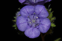 Phacelia maculata
