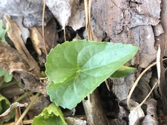 Viola langloisii