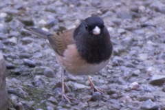 Junco hyemalis