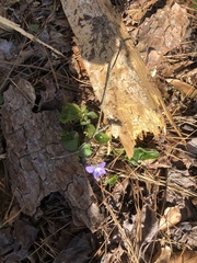 Viola langloisii