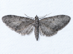Eupithecia scabrogata