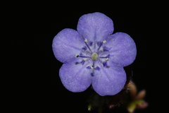 Phacelia maculata