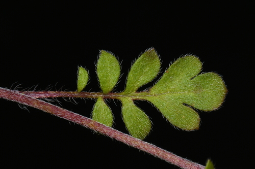 Image of Phacelia maculata by (c) Brian Finzel, some rights reserved (CC BY-SA)