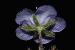 Phacelia maculata