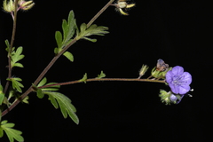 Phacelia maculata
