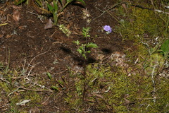 Phacelia maculata