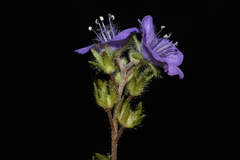 Phacelia maculata