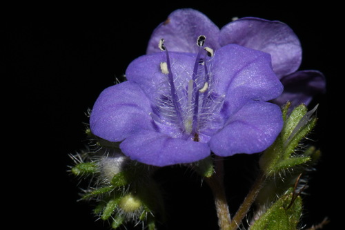 Image of Flatrock Phacelia (Phacelia maculata) by (c) Brian Finzel, some rights reserved (CC BY-SA)