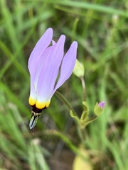 Primula clevelandii gracilis