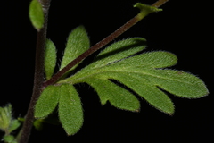 Phacelia maculata