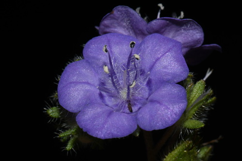 Image of Flatrock Phacelia (Phacelia maculata) by (c) Brian Finzel, some rights reserved (CC BY-SA)