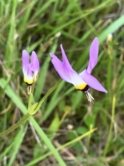 Primula clevelandii gracilis