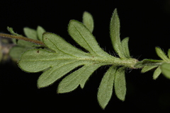 Phacelia maculata