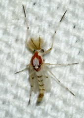 Coelotanypus concinnus
