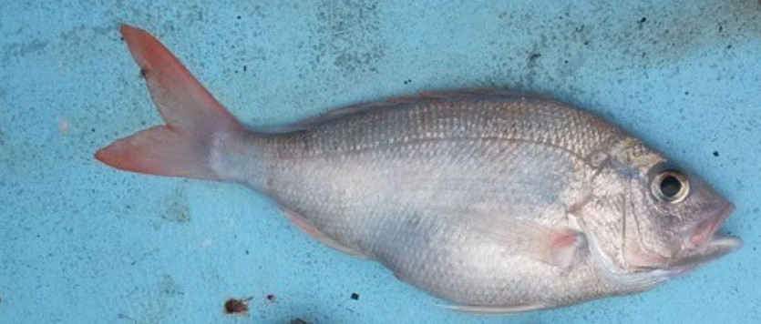 Bigeye snapper (Pristipomoides macrophthalmus) — Lutjanidae