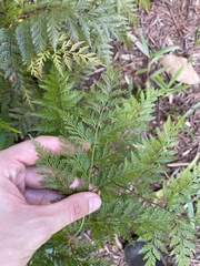 Davallia fejeensis