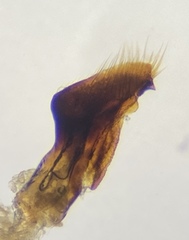Pangaeus tuberculipes