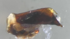 Pangaeus tuberculipes