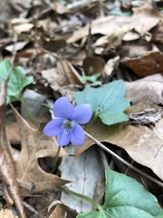 Viola edulis