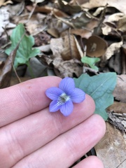 Viola edulis