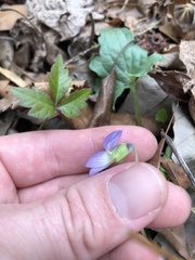 Viola edulis