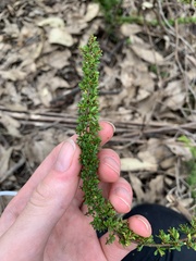 Cryptandra spinescens