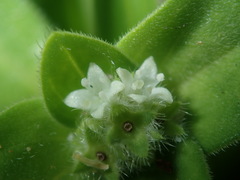 Richardia humistrata