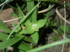 Richardia humistrata