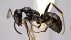 Formica subaenescens