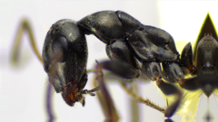 Formica subaenescens