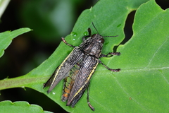 Psiloptera