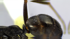 Formica subaenescens