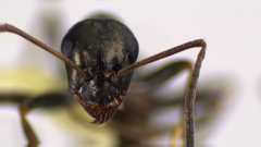 Formica subaenescens