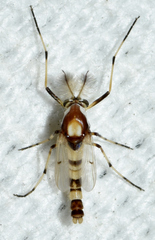 Coelotanypus tricolor