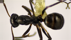 Formica subaenescens