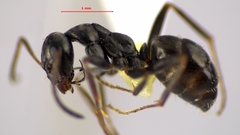Formica subaenescens