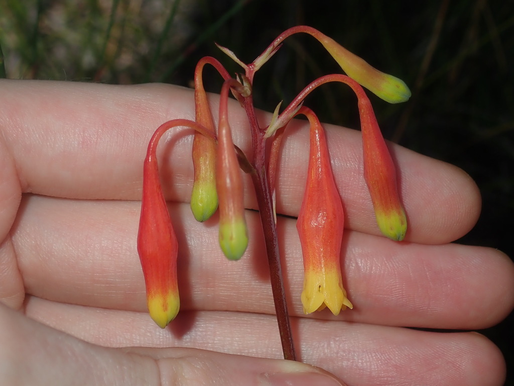 Blandfordia nobilis (Blandfordia nobilis)