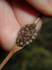 Chorizandra cymbaria