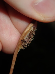 Chorizandra cymbaria