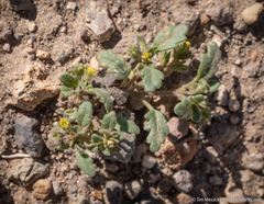 Phacelia monoensis