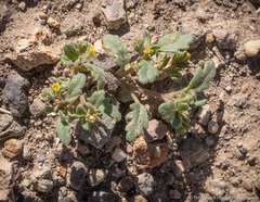 Phacelia monoensis