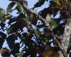 Pycnonotus flavescens leucops